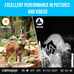 Trace 4G LTE Cellular Trail Camera Live Stream 1080P Video&3K Resolution Photos,