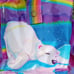 Vintage HTF Lisa Frank Polar Bear & Penguins Lunchbox