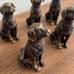 Potty Feet Labrador Set 6 Polyresin Plant Pot Risers Indoor Garden Ornament