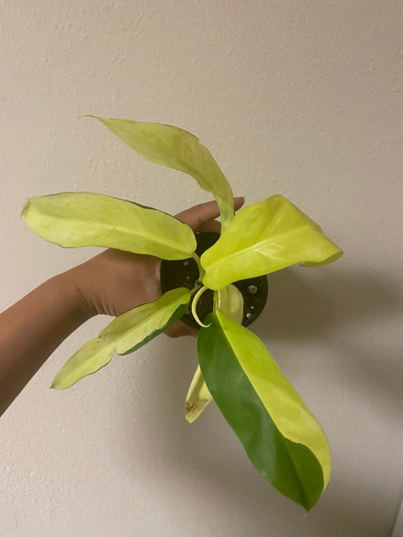 Thai Sunrise Philodendron