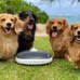 Torus Pet Mini Filtered Water Bowl (Charcoal) - 1 Liter - Home and Travel Bow...