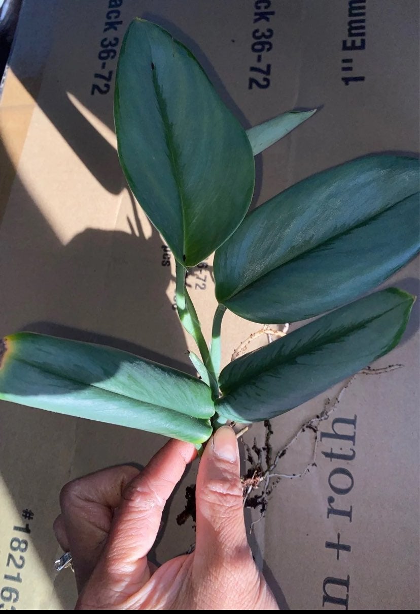 RARE Scindapsus Treubii Moonlight