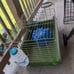 guinea pig cages