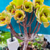 Rare Holding Aeonium golden color Variety / live rooted