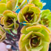 Rare Holding Aeonium golden color Variety / live rooted