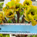 Rare Holding Aeonium golden color Variety / live rooted