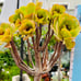 Rare Holding Aeonium golden color Variety / live rooted