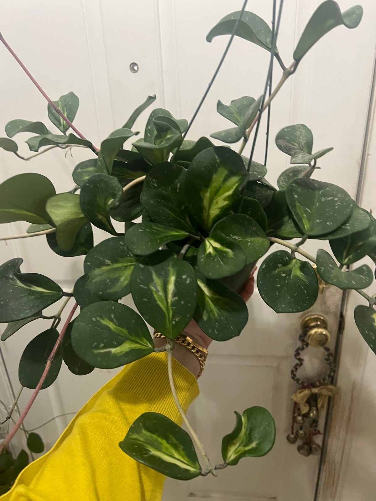 HOYA OBOVATA MIX INNER VARIEGATED AND SILVER SPLASH IN 6” HANGING!