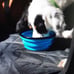 Tough Trail Collapsible Dog Bowl