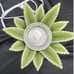 Aloe Vera Scentsy Warmer