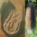 Knotty Long black honey blonde locs