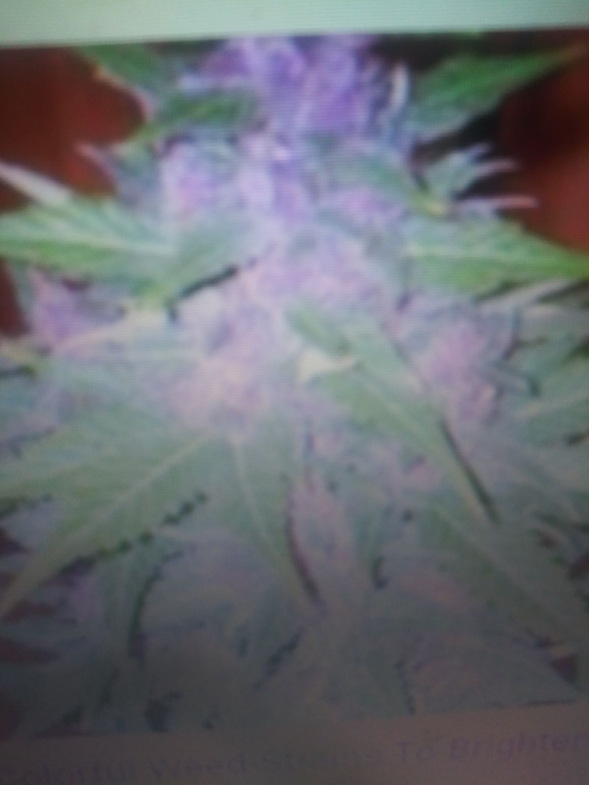 Hemp Organic Seeds to Plant for Home Use