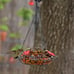 Nature's Way Bird Products GHF5 Hand Blown Garden Top Fill Hummingbird Feeder, 1