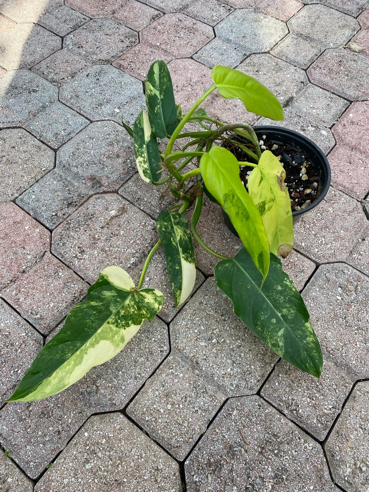 variegated Philodendron domesticum house plant aroid