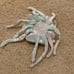 Ty Beanie Babies GOOCHY Jellyfish Error