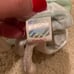 Ty Beanie Babies GOOCHY Jellyfish Error