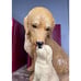 Sandicast Golden Retriever Bookends Hand-Cast Hand Painted NEW