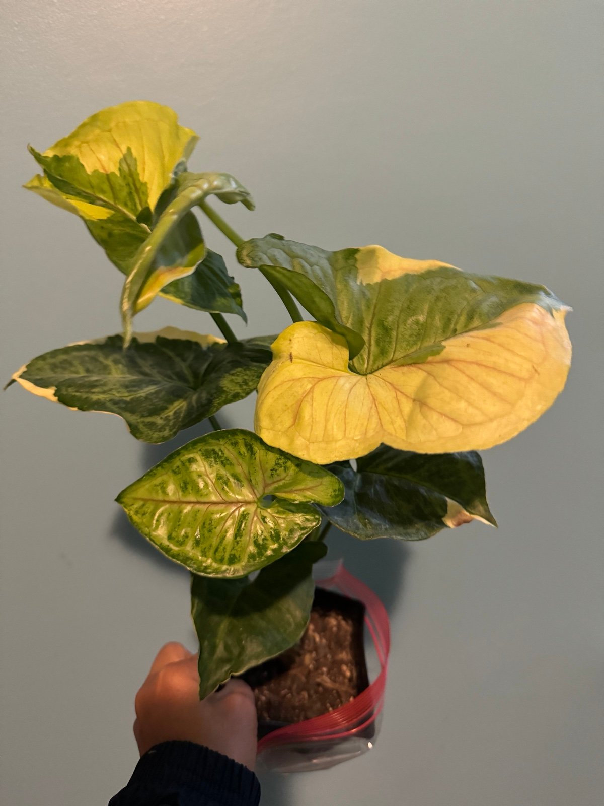 Syngonium Mango Allusion variegated