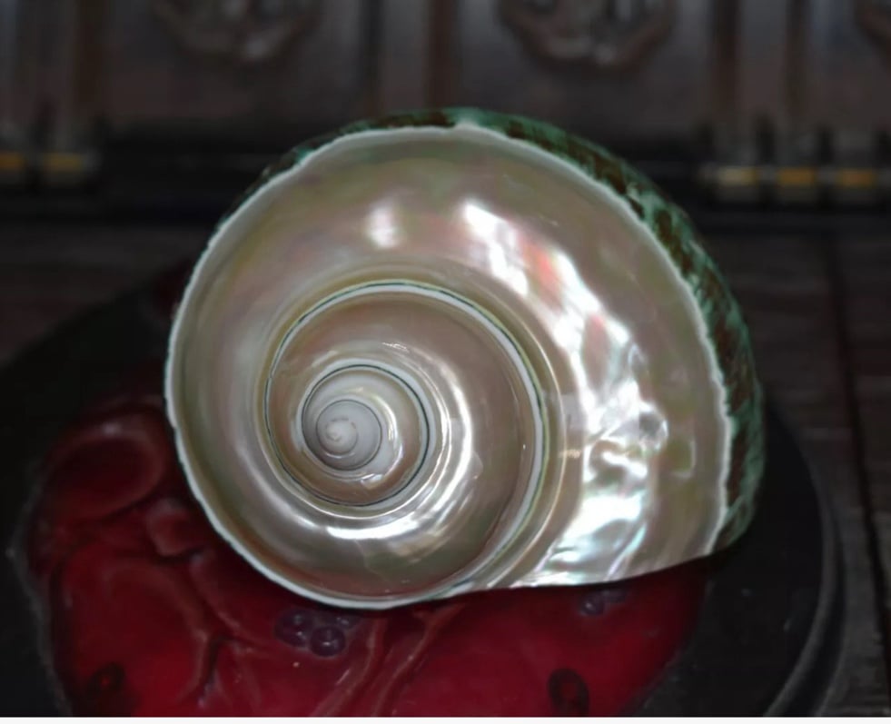 Vintage Beautiful Large All Natural Turbo Marmoratus Mother Of Pearl Sea Shell