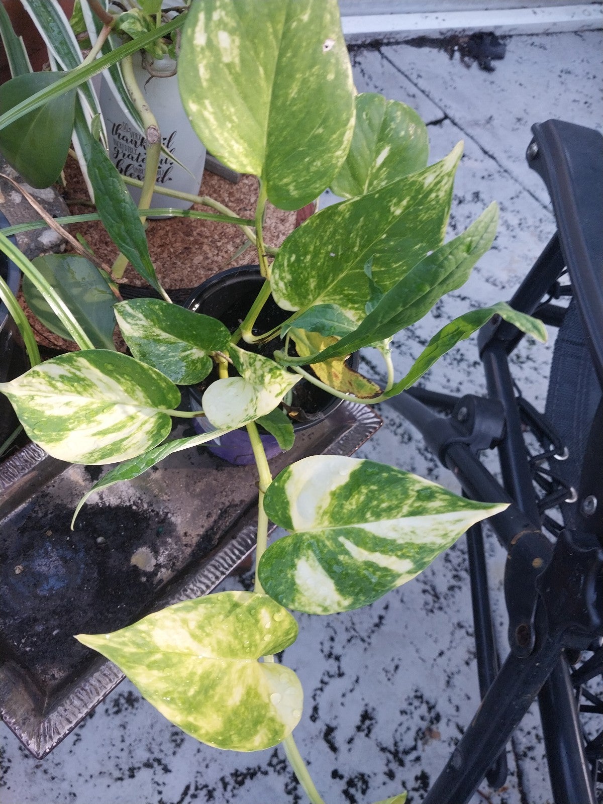 Beautiful golden pathos /white sport rooted in 4 pot