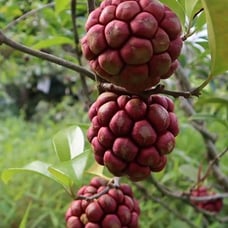 Kadsura Coccinea (黑老虎 布福娜) Live Vine