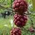 Kadsura Coccinea (黑老虎 布福娜) Live Vine