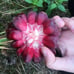 Kadsura Coccinea (黑老虎 布福娜) Live Vine