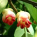 Kadsura Coccinea (黑老虎 布福娜) Live Vine
