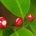 Kadsura Coccinea (黑老虎 布福娜) Live Vine