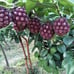 Kadsura Coccinea (黑老虎 布福娜) Live Vine