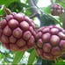 Kadsura Coccinea (黑老虎 布福娜) Live Vine