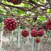 Kadsura Coccinea (黑老虎 布福娜) Live Vine