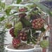 Kadsura Coccinea (黑老虎 布福娜) Live Vine