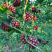 Kadsura Coccinea (黑老虎 布福娜) Live Vine