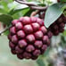 Kadsura Coccinea (黑老虎 布福娜) Live Vine