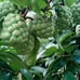 Kadsura Coccinea (黑老虎 布福娜) Live Vine