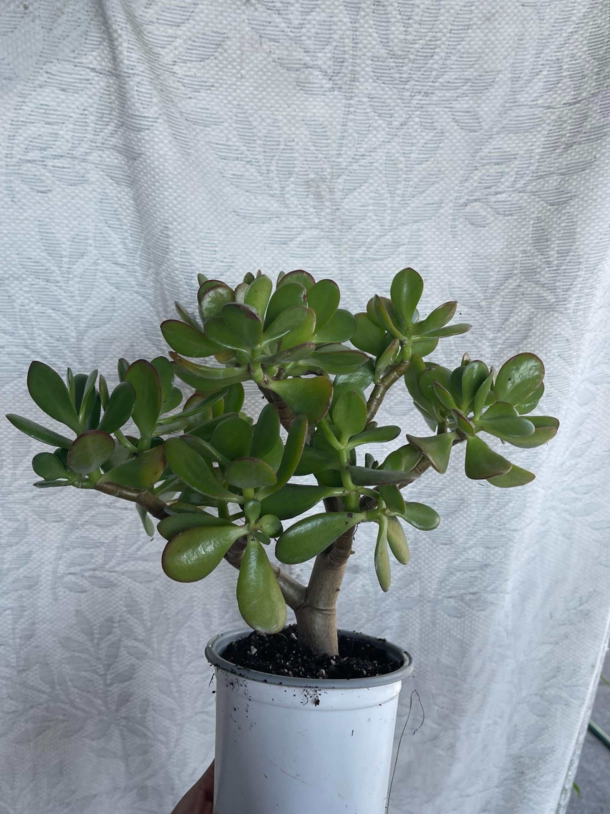 Jade Plant