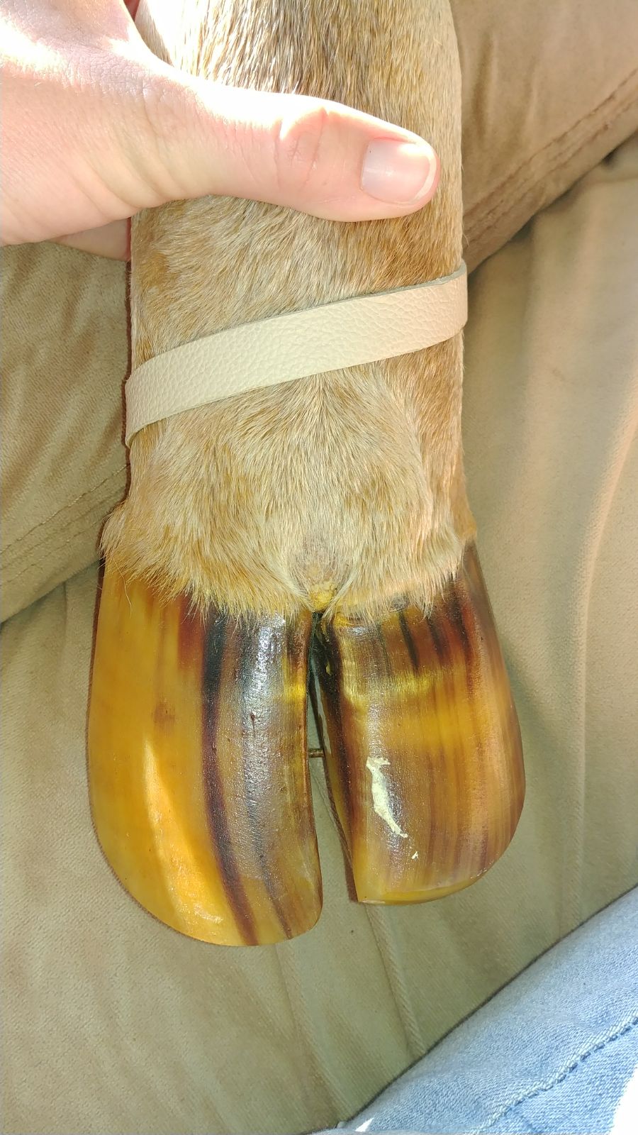 Handmade Moose Foot Canteen