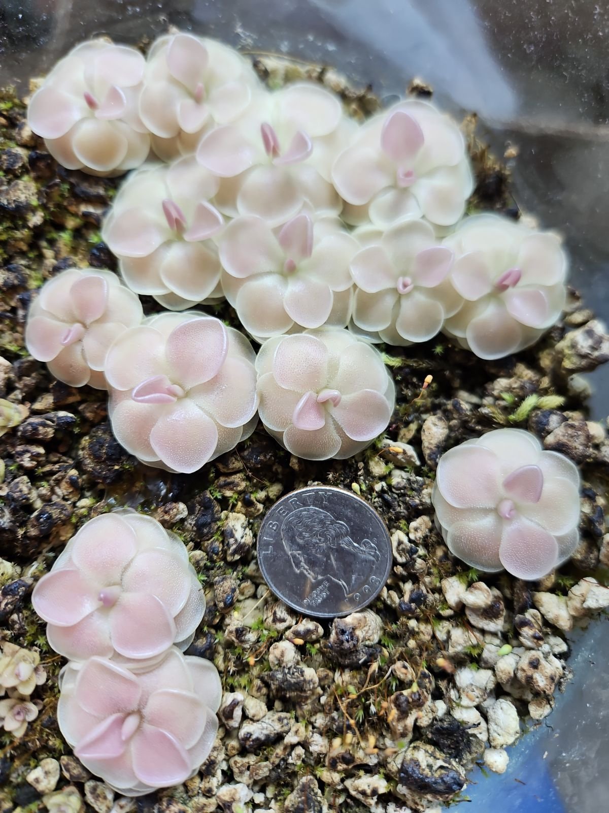 Pinguicula moranensis var caudata (THREE PLANTS, GROWER’S CHOICE)