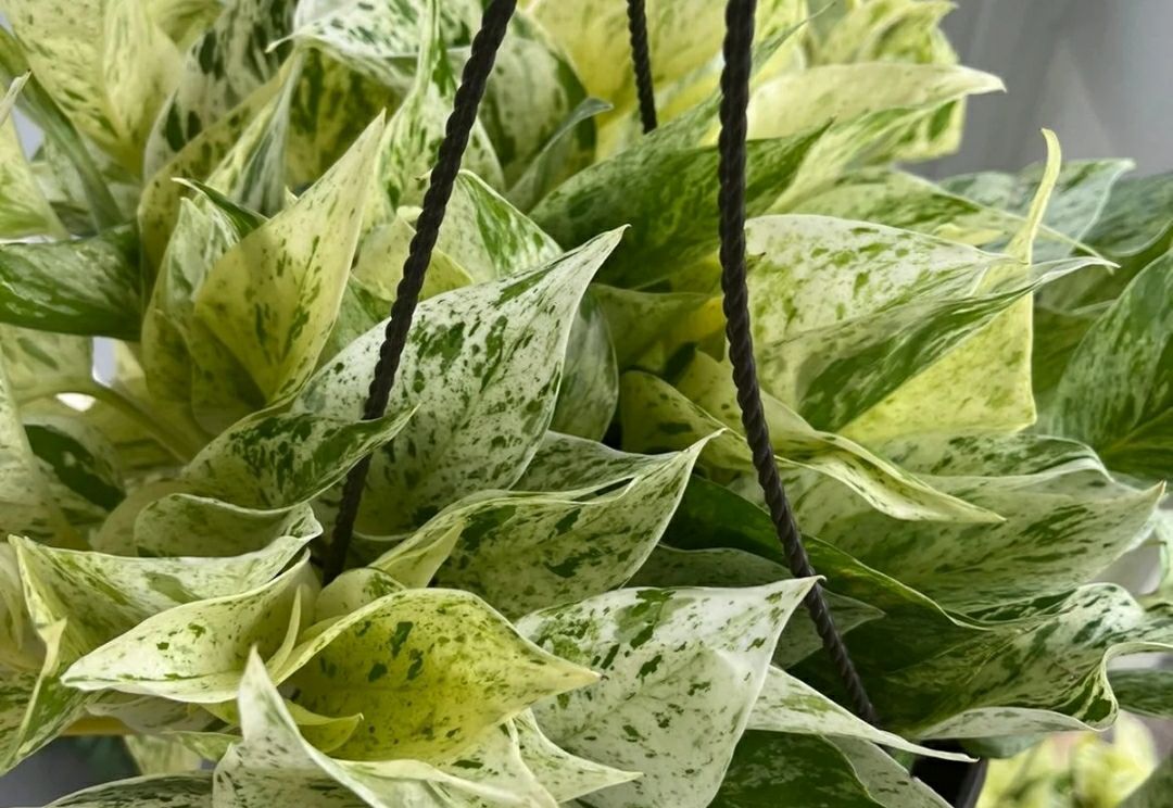 Snow queen pothos plant big plant small businesses very rear bundles save