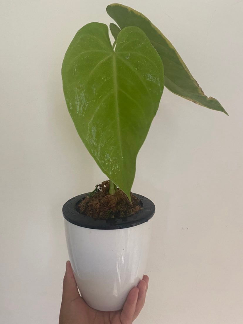 anthurium waterburyanum