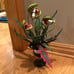 Hyde & Eek “Blood Succulents” Faux Creepy Plant