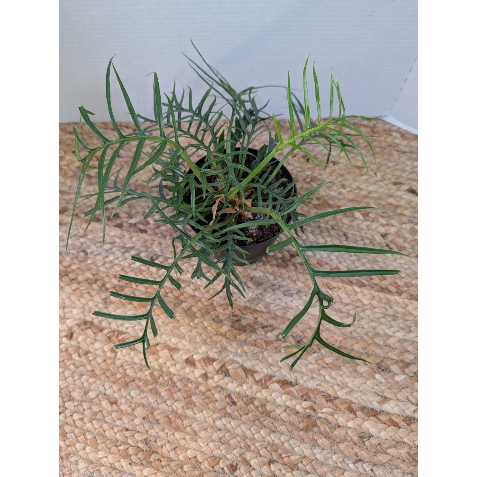 Philodendron Tortum RARE Live Plant 6 inch Pot