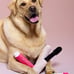 Rare Beauty Soft Pooch Blush Dog Toy