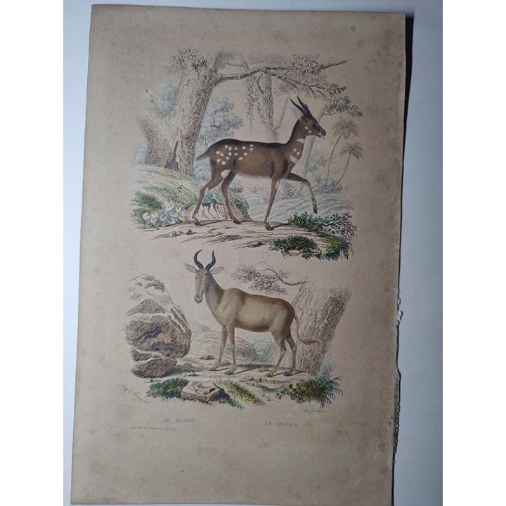 Antique Buffon Engraving Hand- Colored Antelopes 'Le Bosbok' 'Le Bubale' 10x7