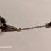 925 Sterling Silver & Black, White, Picasso Beaded Bracelet
