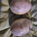 Marble Eggs