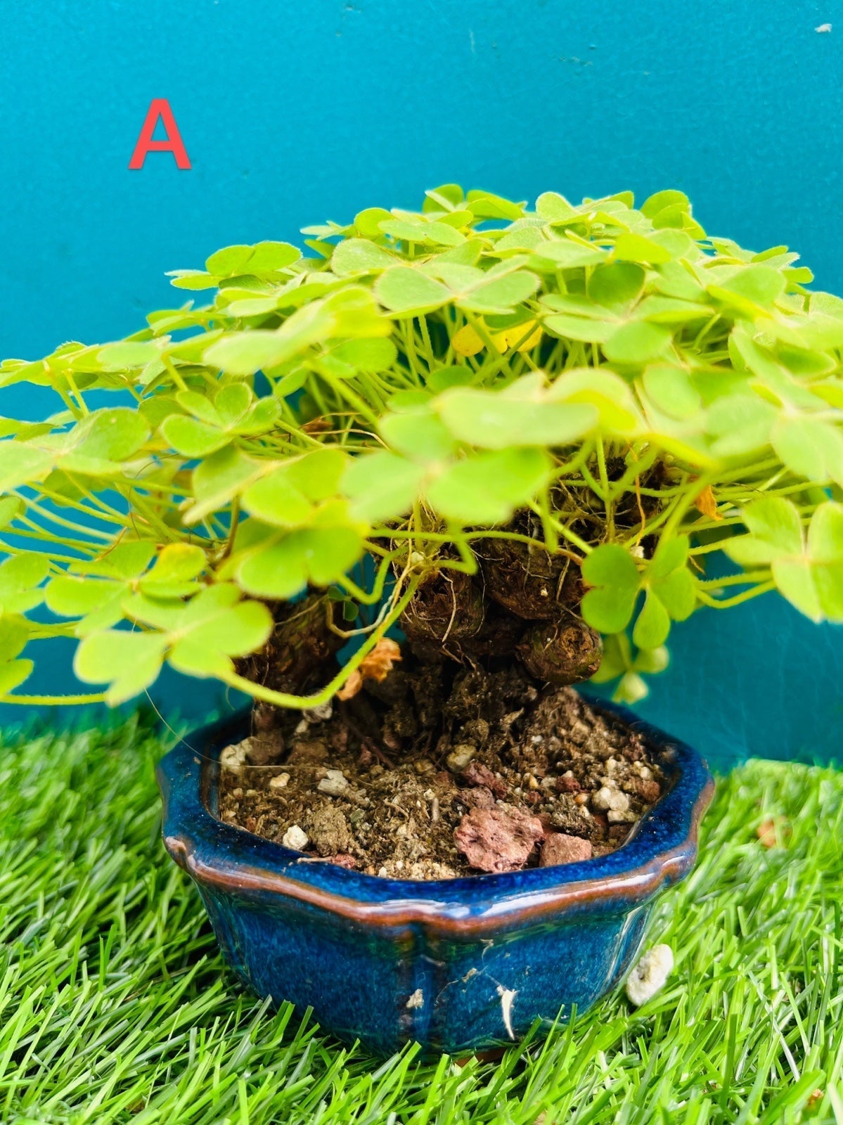 Rare Green Shamrocks/bonsai/Oxalis Triangularis/Lucky Plant/Love Plant/Wood Sorr