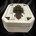 Vintage Jo Marz First Edition Tessellated Butterfly Trinket Box Bone Brass