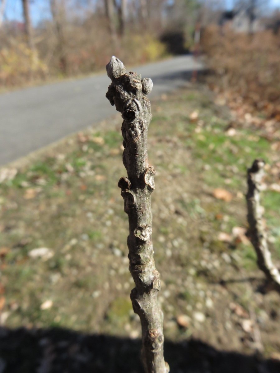 Tree branch